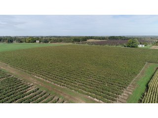 Van Buren County, Michigan Farmland - LAND AUCTION - 300+/- ACRES SPECIALTY CROP - GRAPES AND HOPS - OFFERED IN 8 TRACTS IN VAN BUREN COUNTY, MICHIGAN